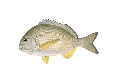 SILVER BREAM